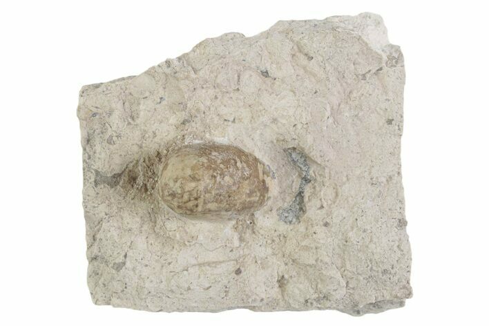 Eocene Fossil Snake Egg - Bouxwiller, France #366880